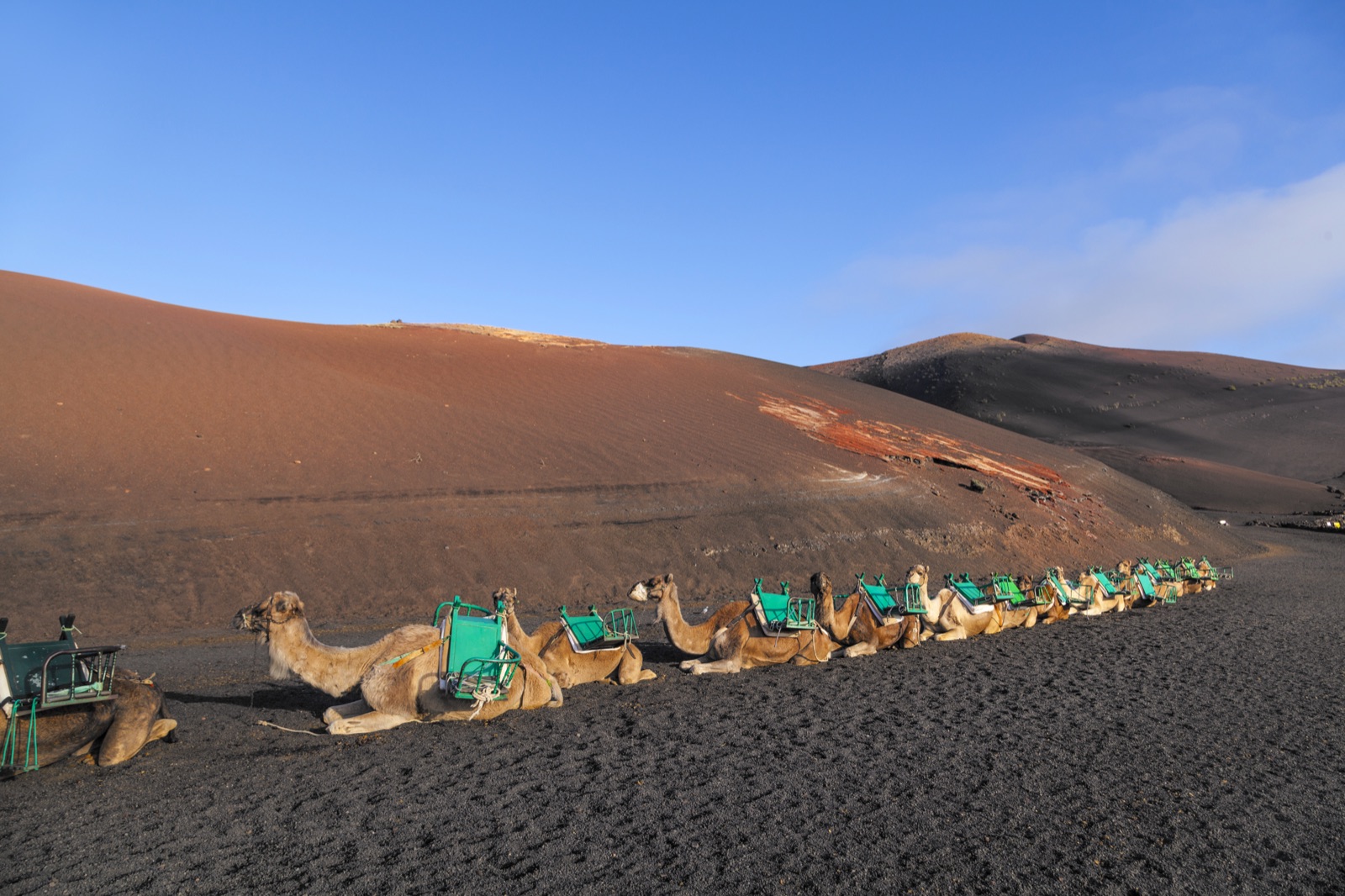 Camels waiting at the Echadero de los Camellos